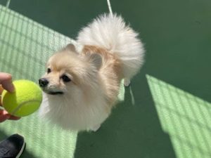 実家の犬。真面目さも優しさも、彼から学んだと言えなくもない。